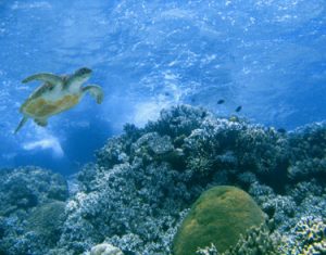 oceans