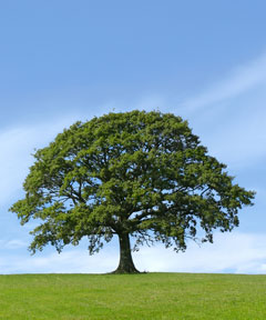 trees
